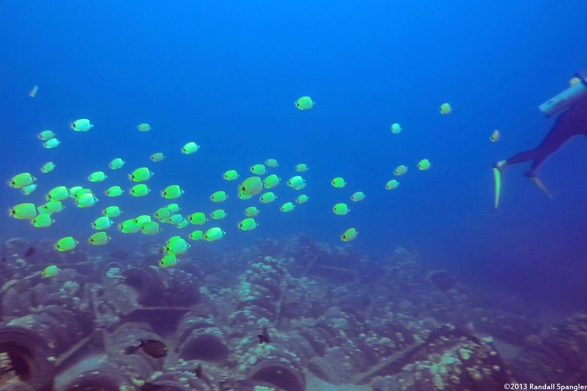 Chaetodon miliaris (Milletseed Butterflyfish); Milletseed butterflyfish following a diver
