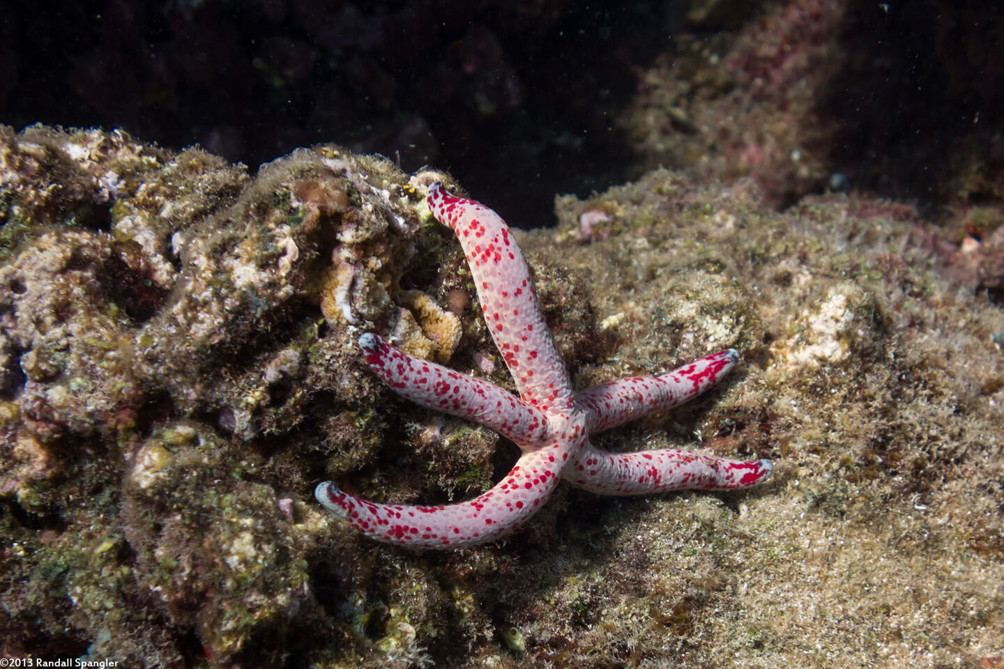 Linckia multifora (Multipore Sea Star)