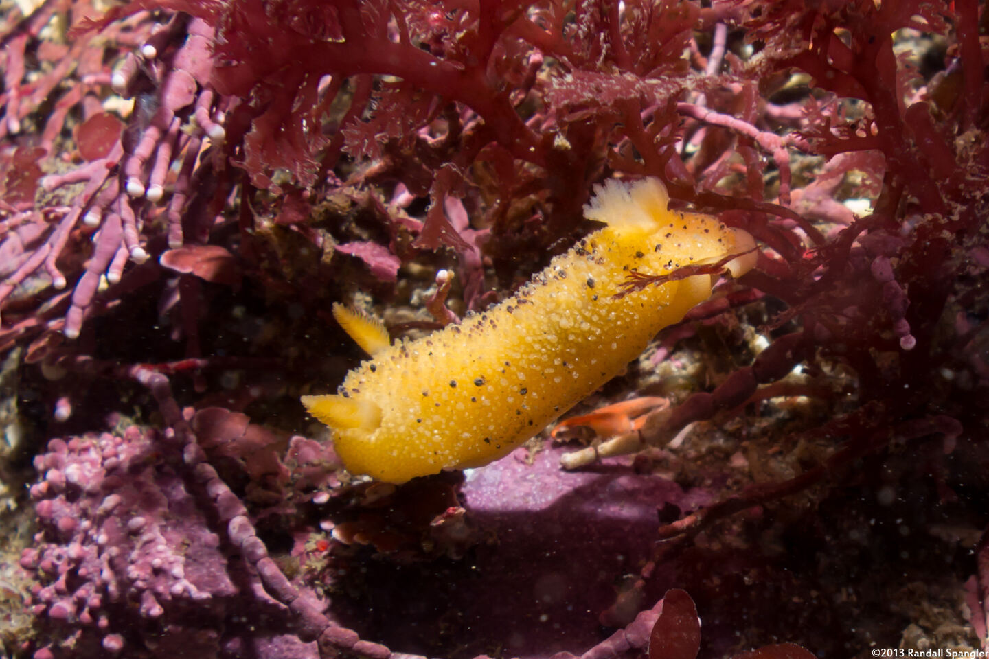 Doris montereyensis (Monterey Dorid)