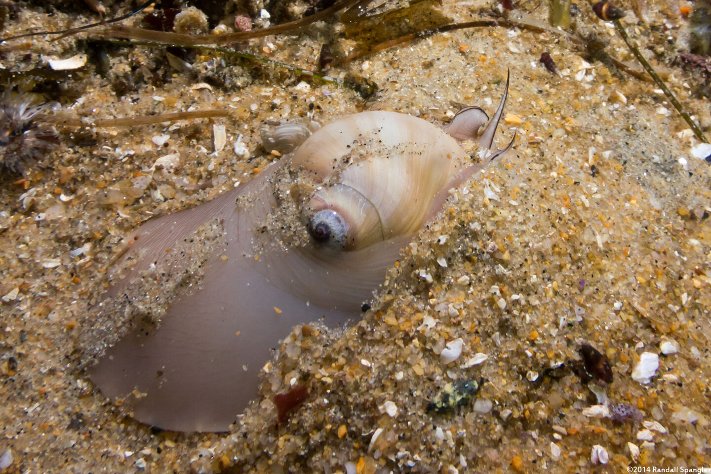 Neverita lewisii (Lewis's Moon Snail)