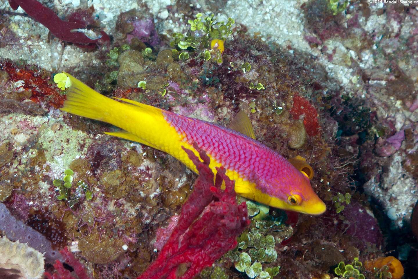Bodianus rufus (Spanish Hogfish)