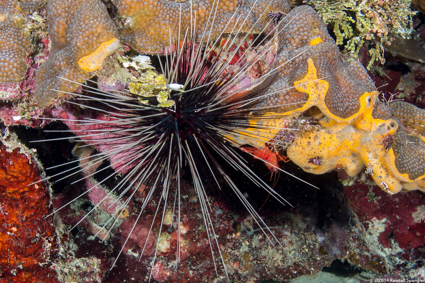 Cinetorhynchus manningi (Red Night Shrimp)