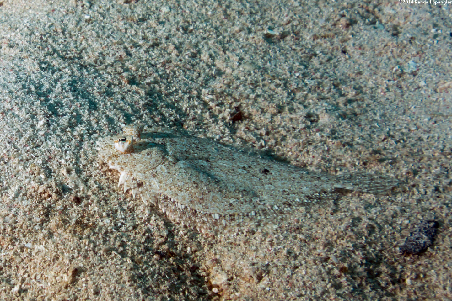 Bothus ocellatus (Eyed Flounder)