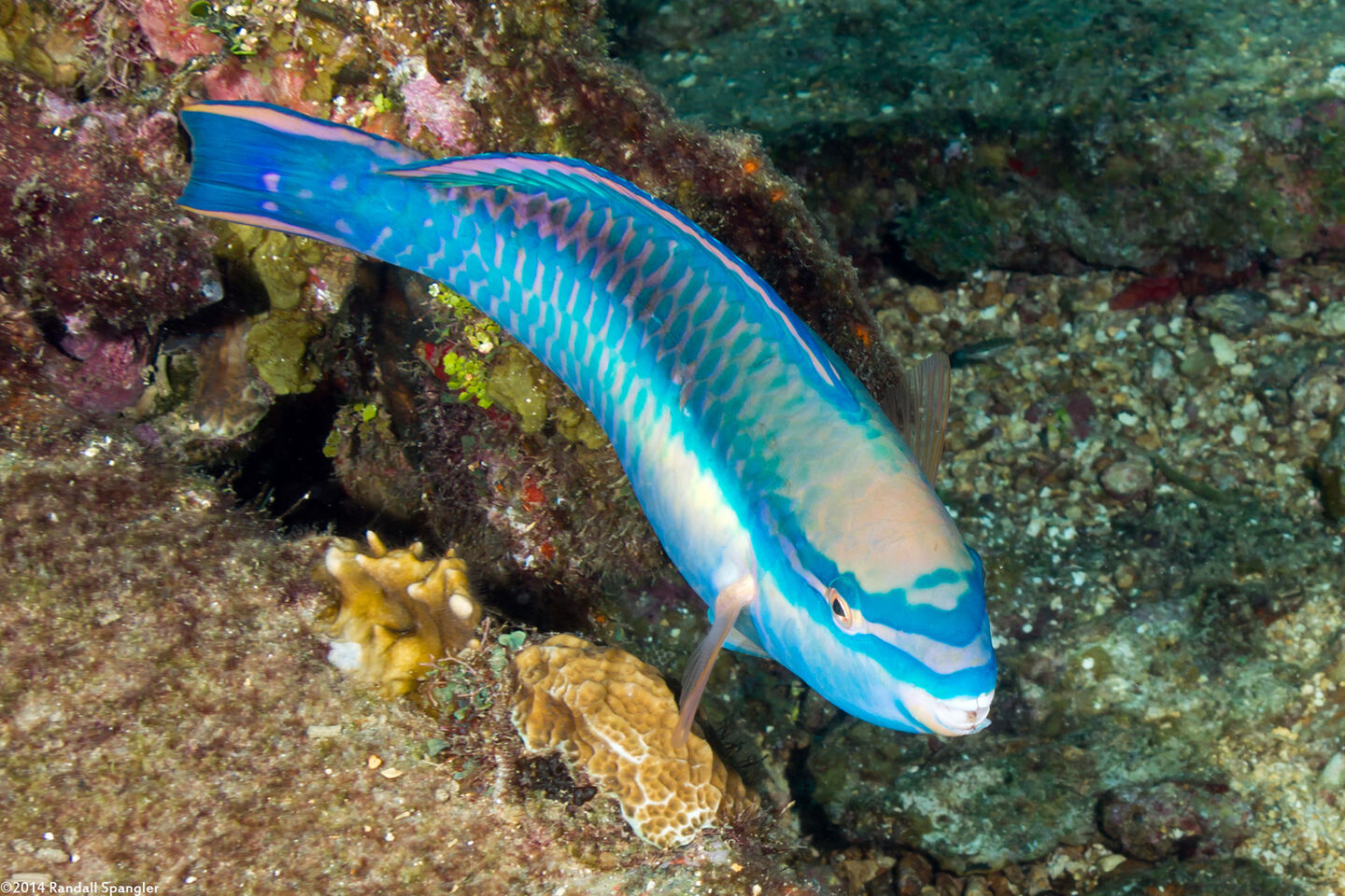 Scarus taeniopterus (Princess Parrotfish)