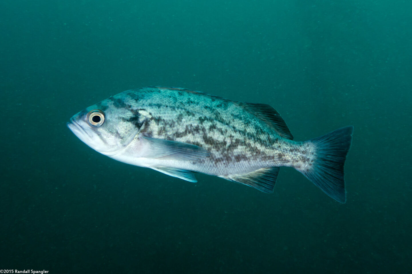 Sebastes mystinus (Blue Rockfish)