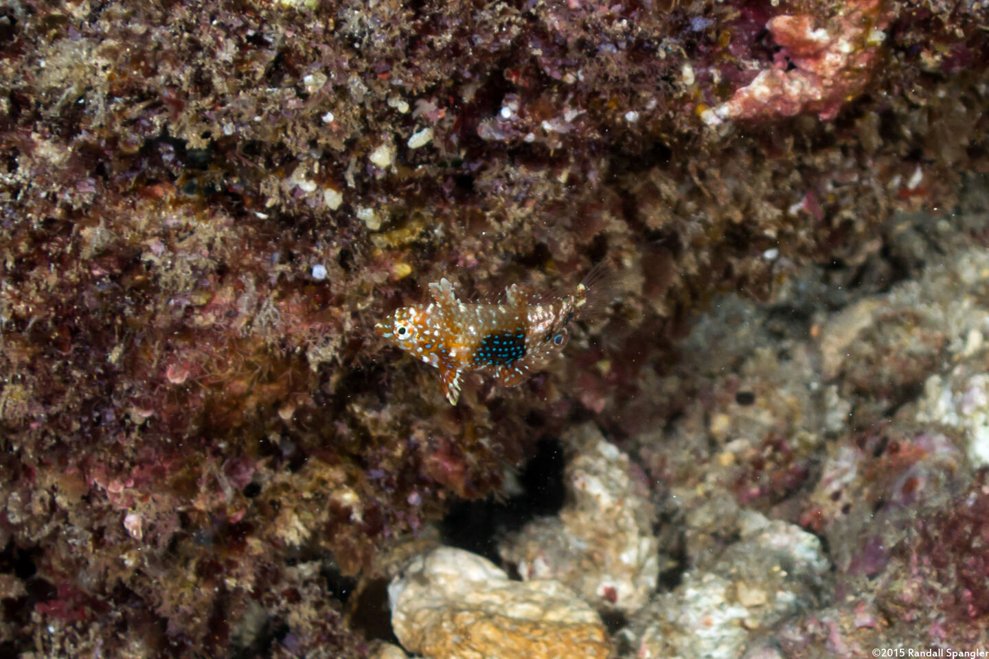 Macropharyngodon geoffroy (Shortnose Wrasse)