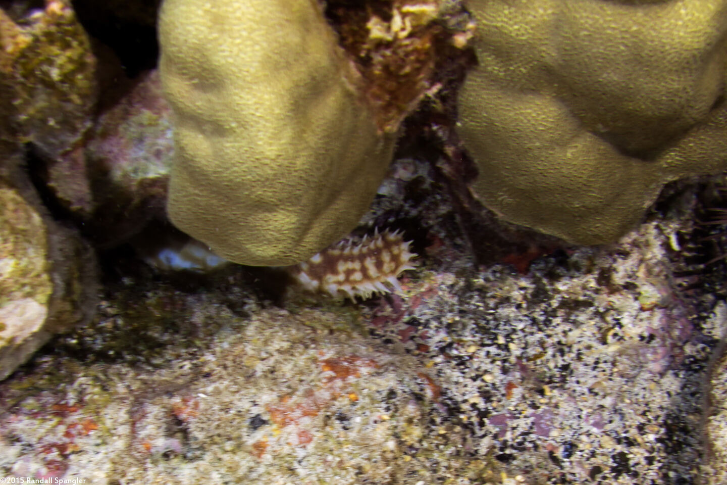 Holothuria hilla (Light-Spotted Sea Cucumber)