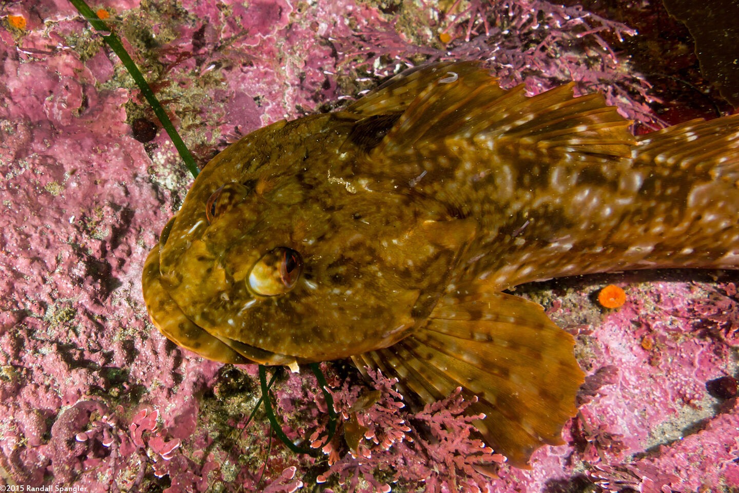 Scorpaenichthys marmoratus (Cabezon); Their bulgy eyes can rotate independently