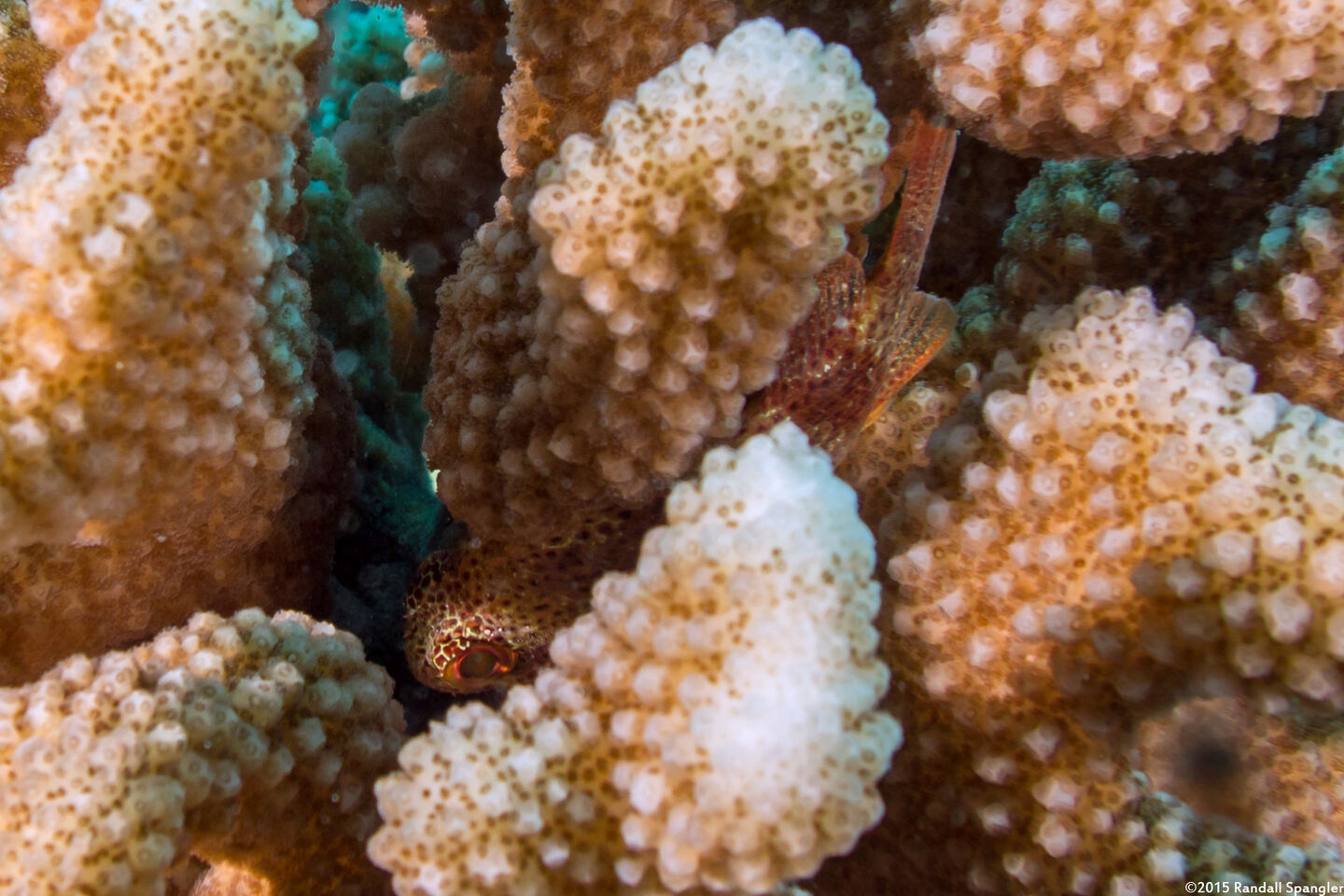 Sebastapistes coniorta (Speckled Scorpionfish)