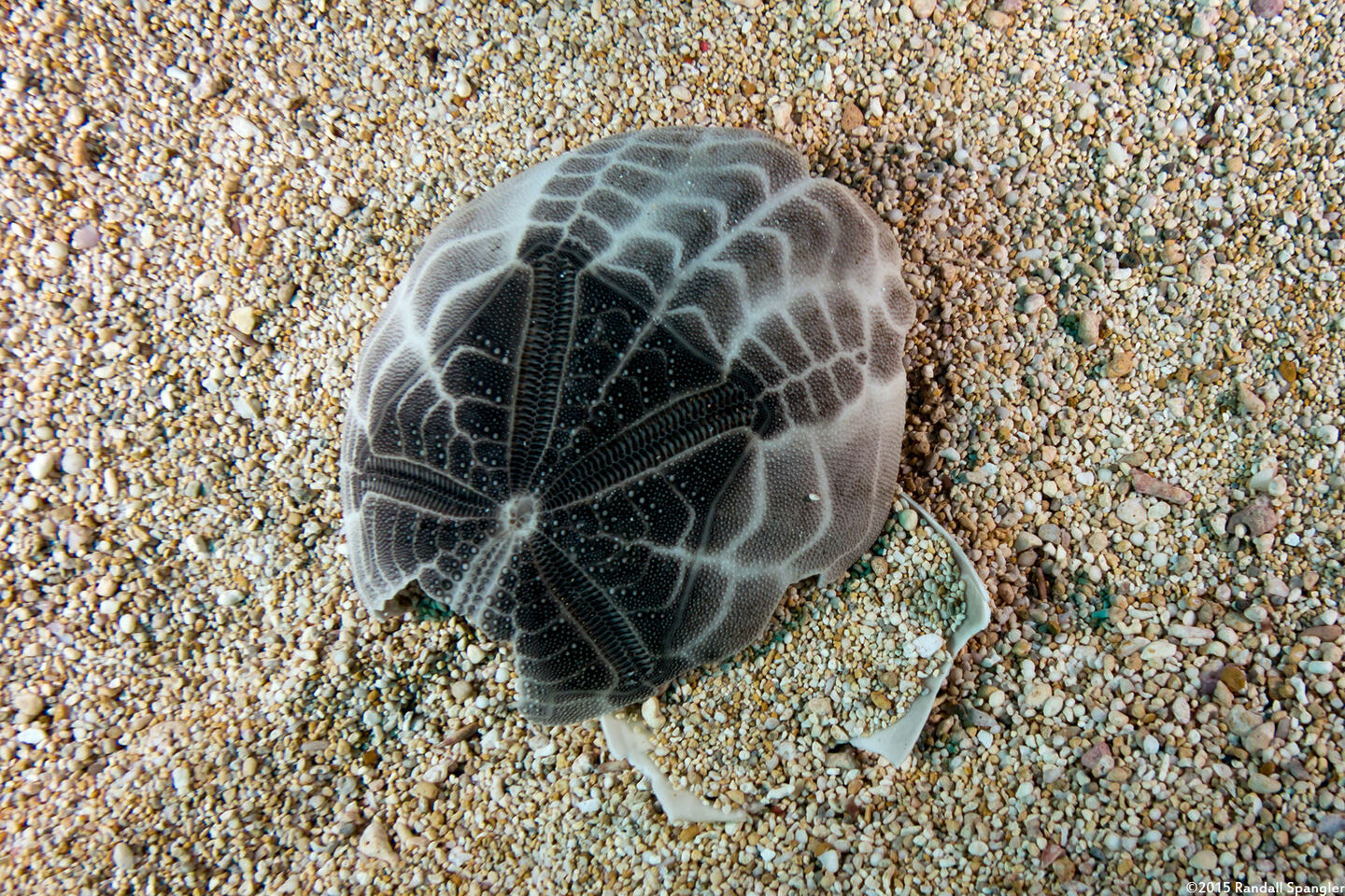 Brissus latecarinatus (Keeled Heart Urchin); Urchin test (skeleton)