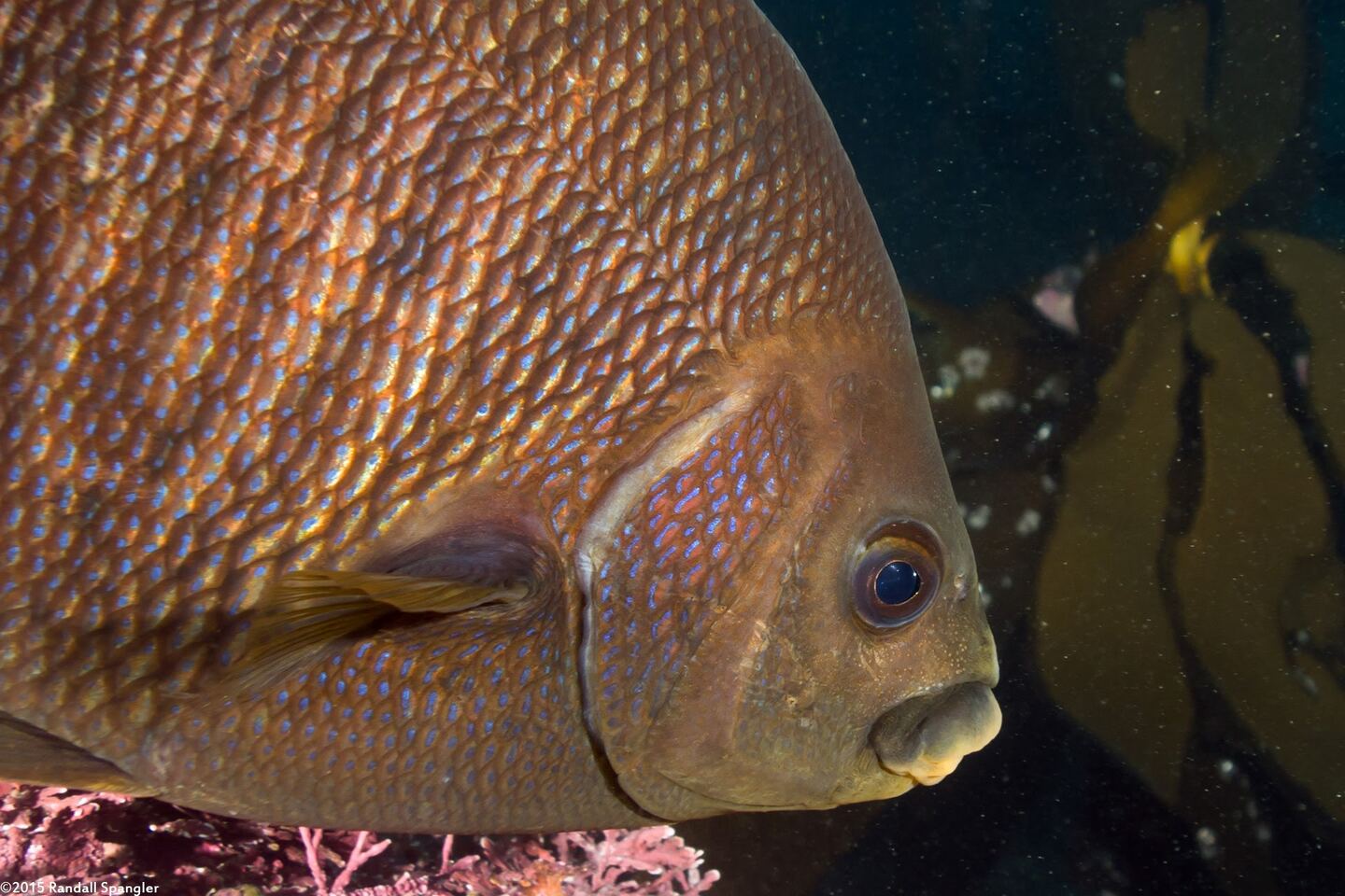 Embiotoca jacksoni (Black Perch)