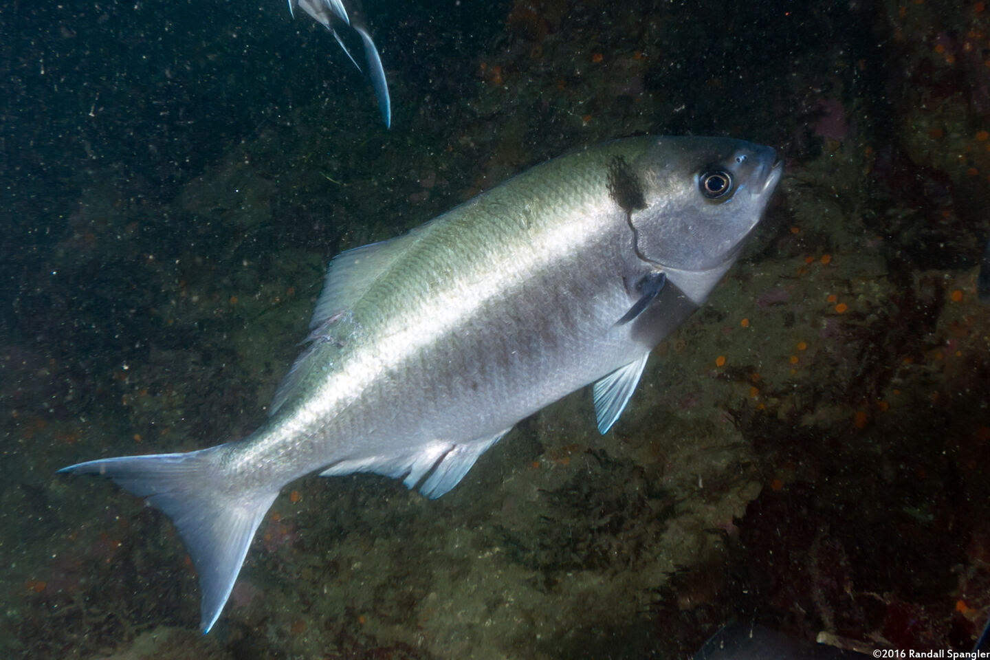 Medialuna californiensis (Halfmoon)