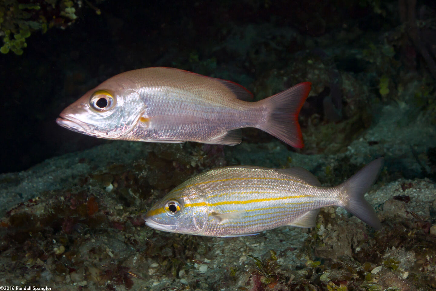 Haemulon aurolineatum (Tomtate)