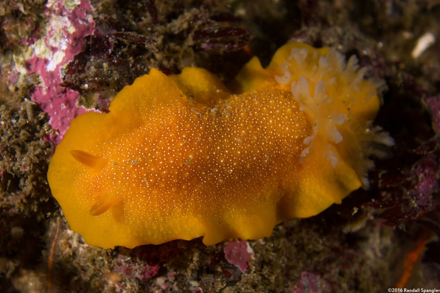 Doriopsilla albopunctata (White-Spotted Dorid)