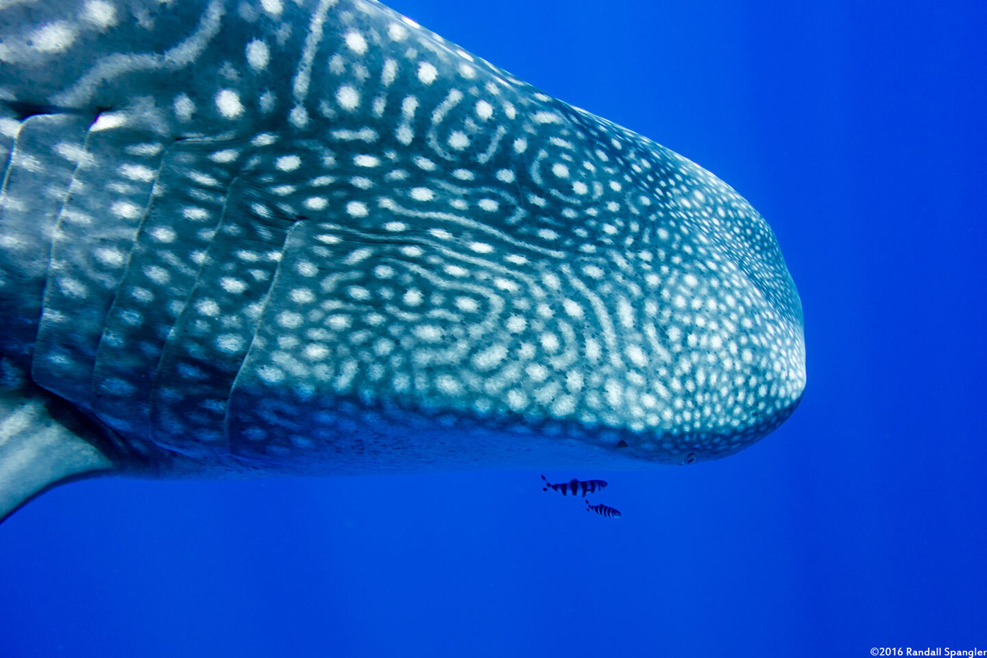 Naucrates ductor (Pilot Fish)