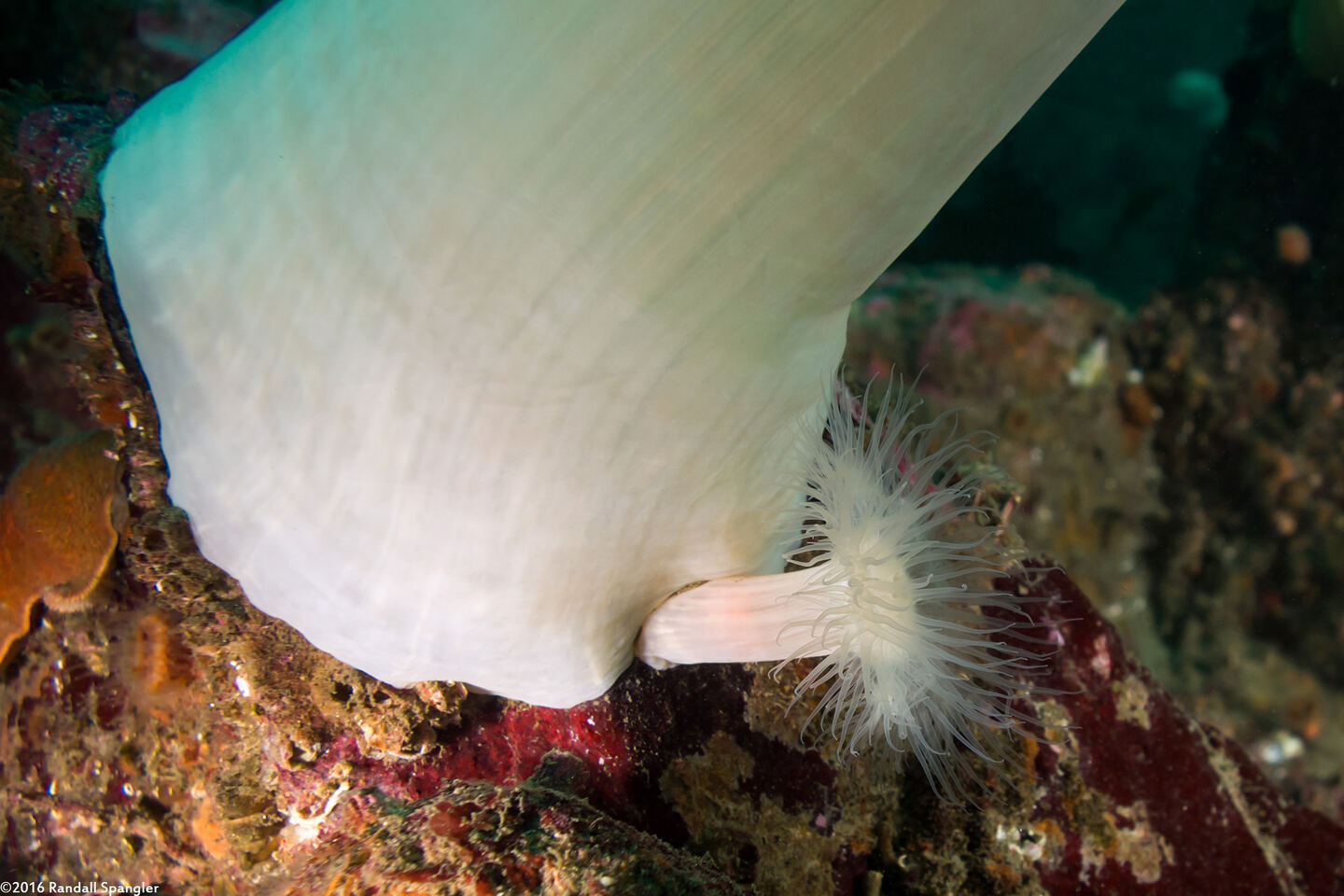 Metridium farcimen (White-Plumed Anemone); Reproducing by budding