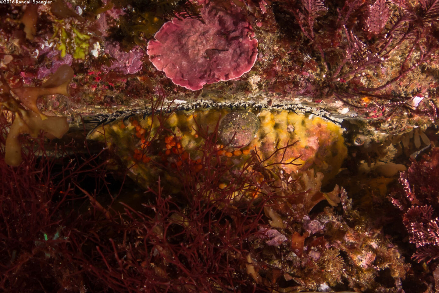 Haliotis corrugata (Pink Abalone)