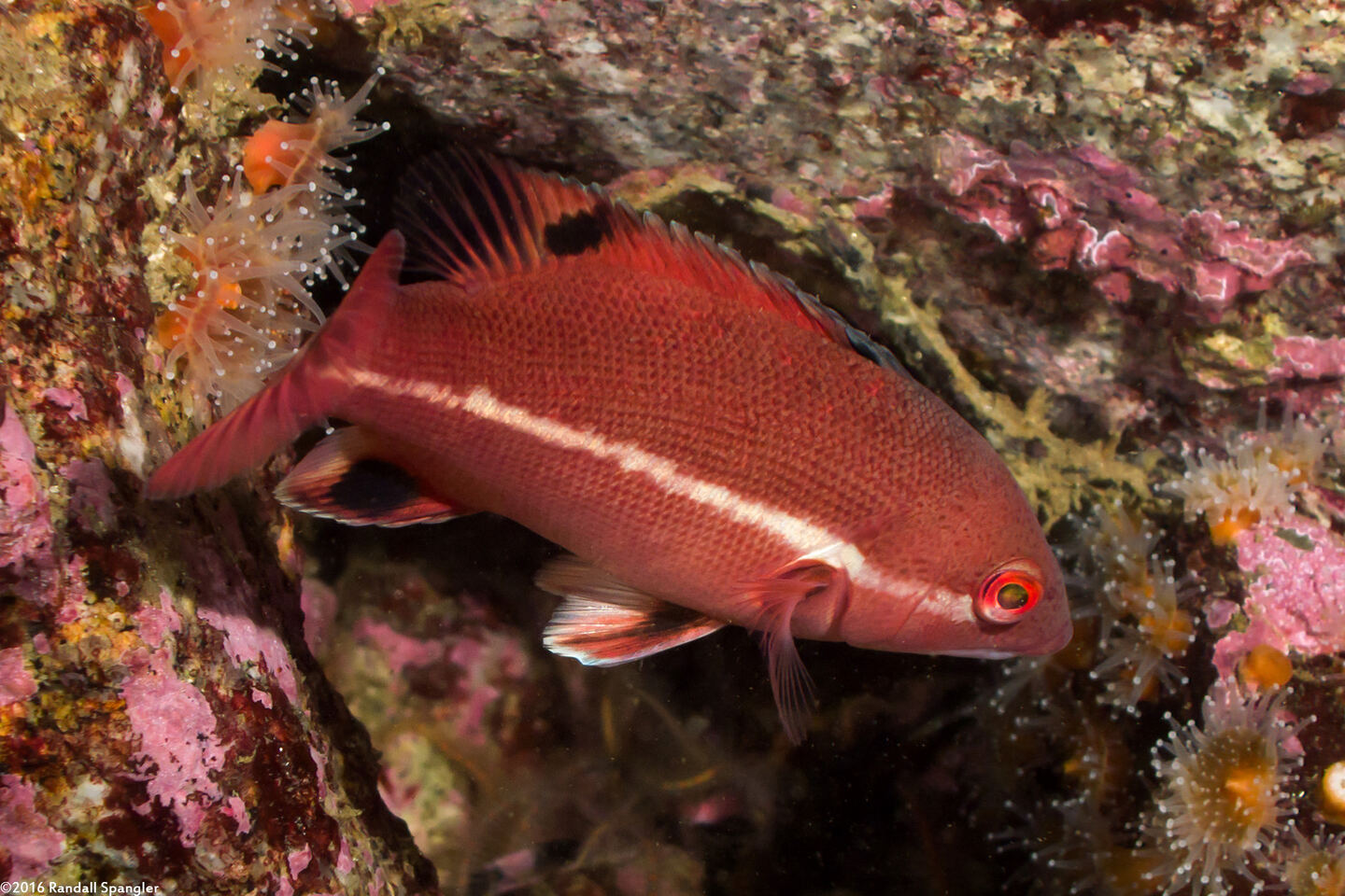 Semicossyphus pulcher (California Sheephead)