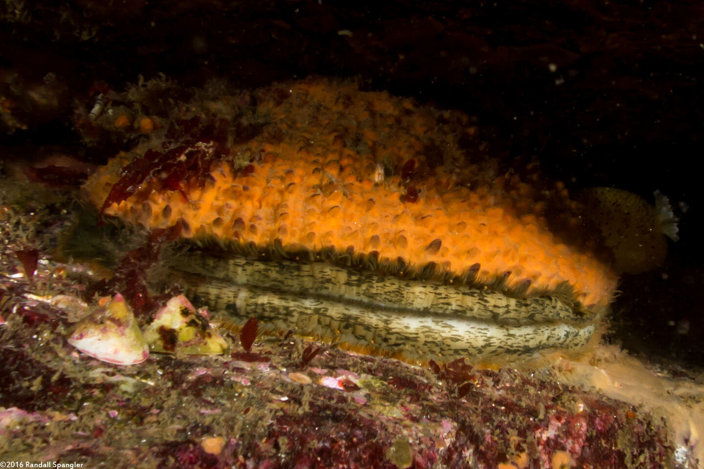 Crassadoma gigantea (Rock Scallop)