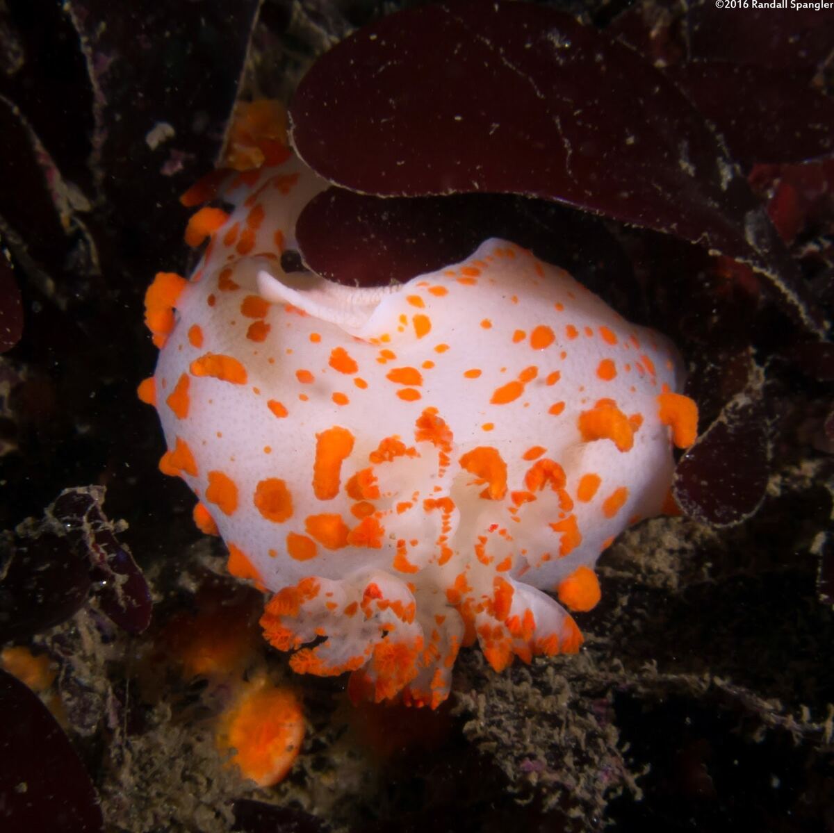 Triopha catalinae (Catalina Triopha); Laying eggs