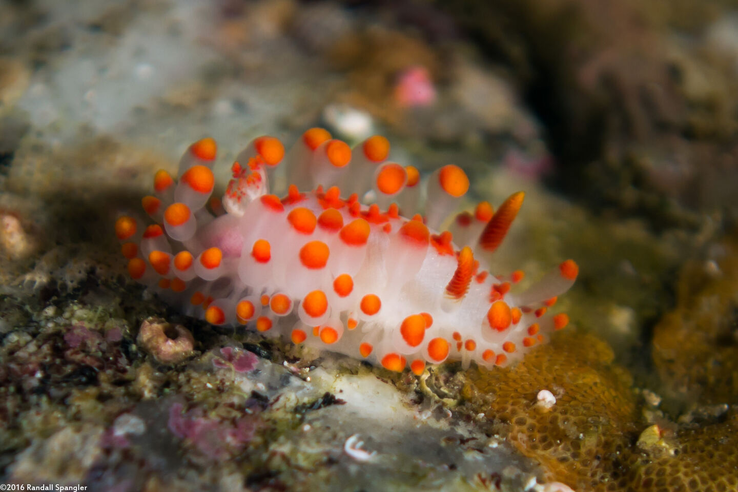 Limacia mcdonaldi (McDonald's Dorid); Feeding on bryozoan