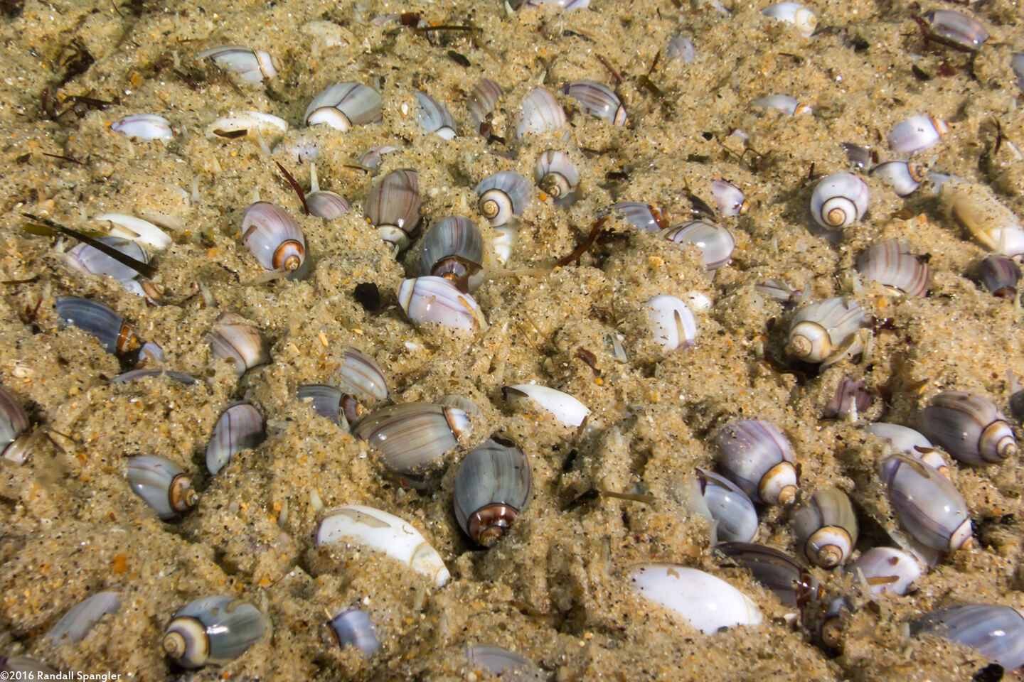 Callianax biplicata (Olive Snail)