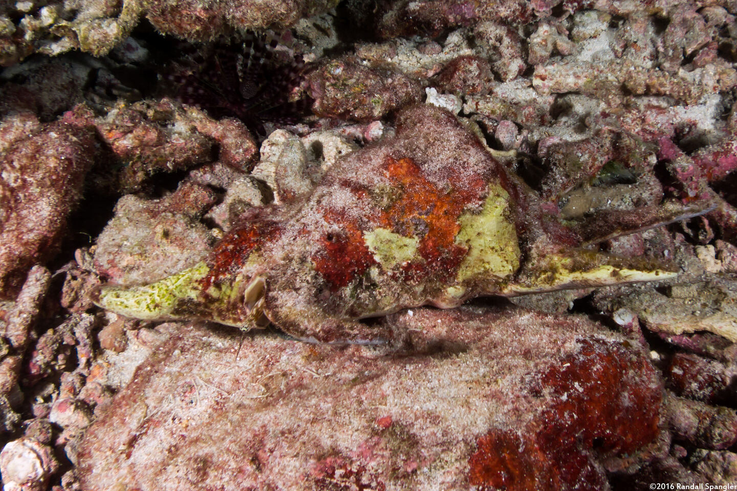 Lambis scorpius (Scorpion Spider Conch)