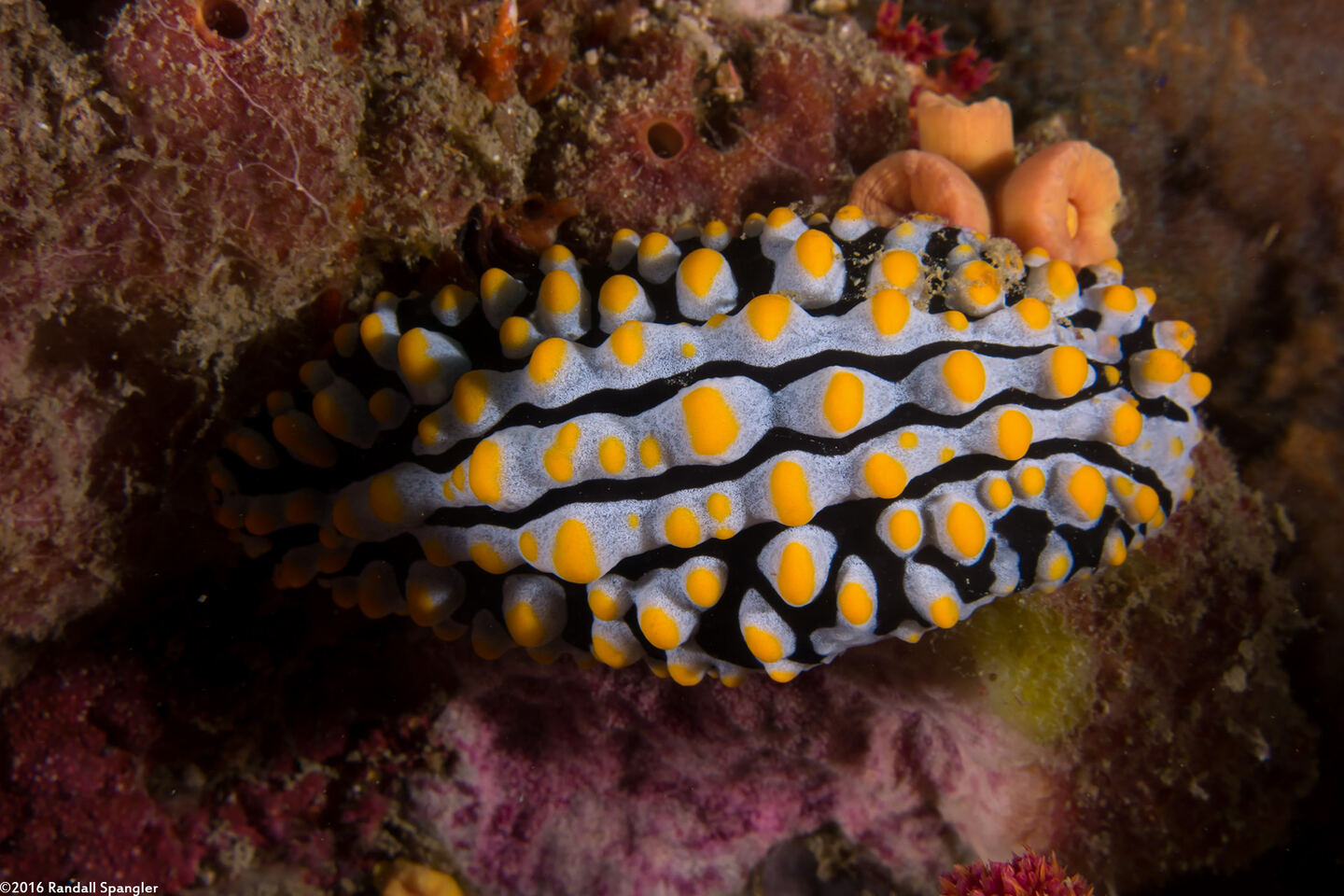 Phyllidia varicosa (Varicose Phyllidia)