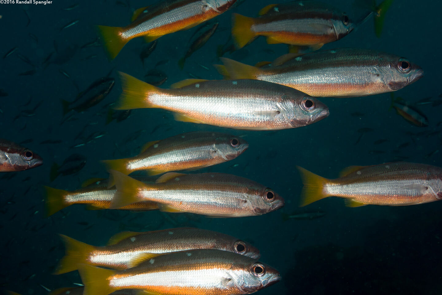 Lutjanus biguttatus (Twospot Snapper)