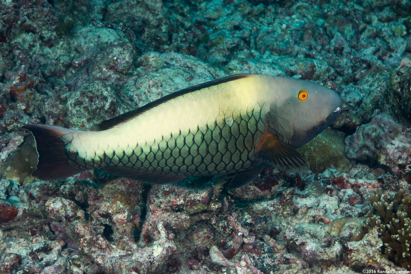Cetoscarus ocellatus (Spotted Parrotfish)