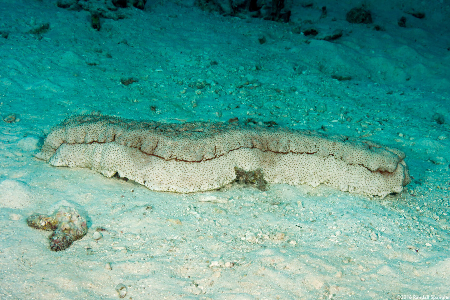 Thelenota anax (Amberfish Sea Cucumber)