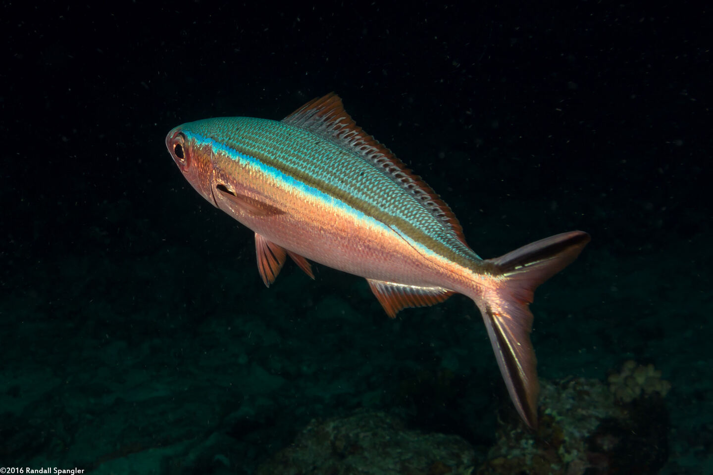 Caesio caerulaurea (Scissortail Fusilier)
