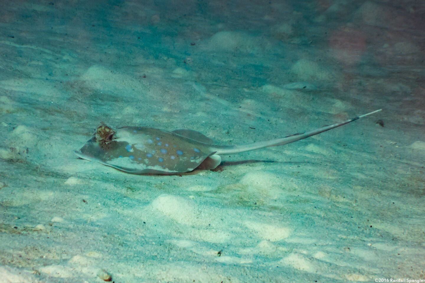 Neotrygon kuhlii (Blue-Spotted Stingray)