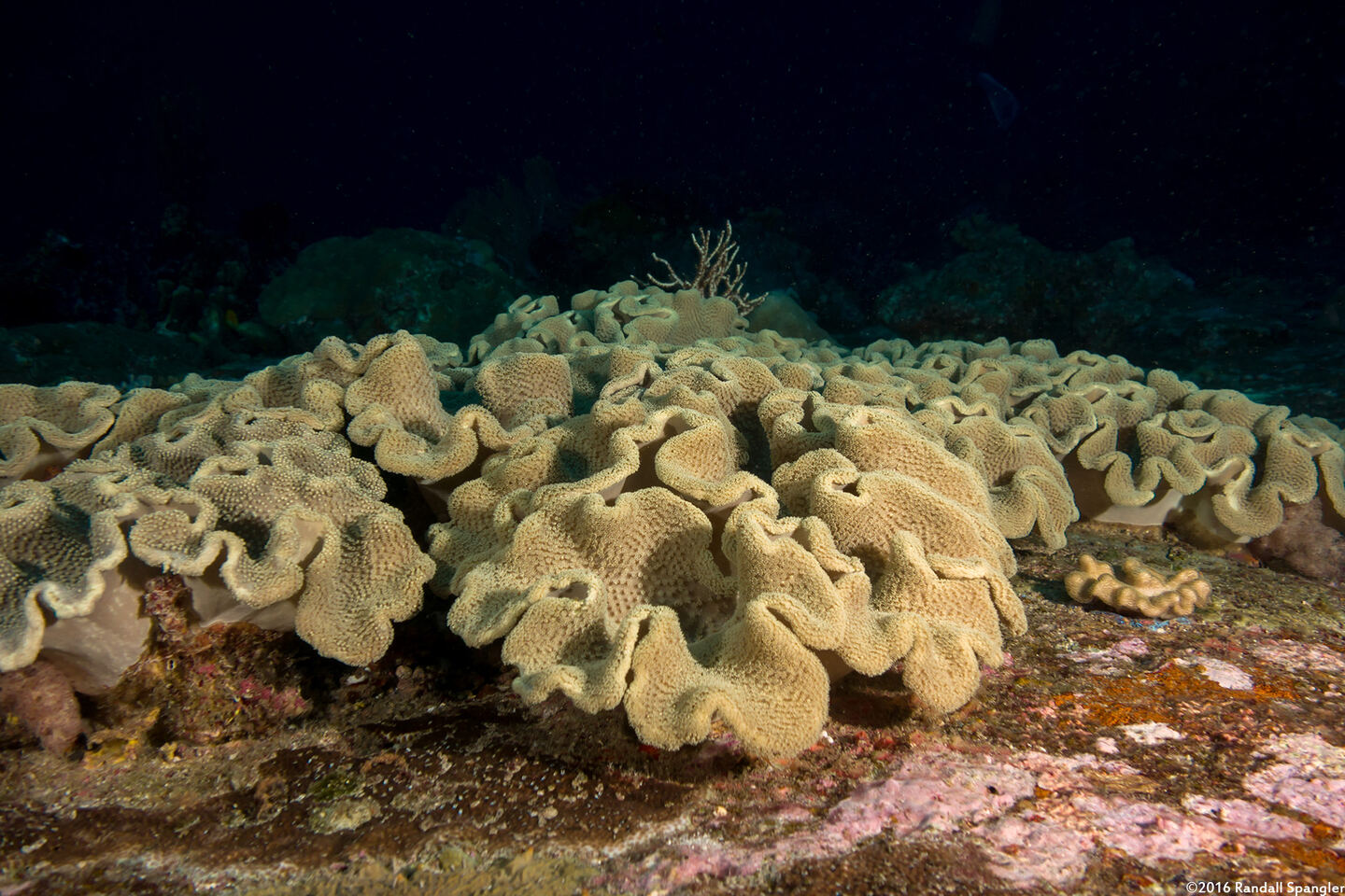 Sarcophyton trocheliophorum (Elephant Ear Coral)