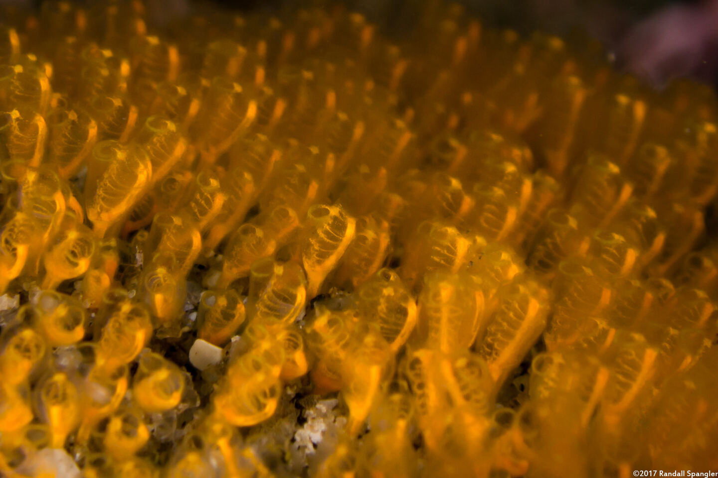 Pycnoclavella stanleyi (Pycnoclavella Stanleyi)