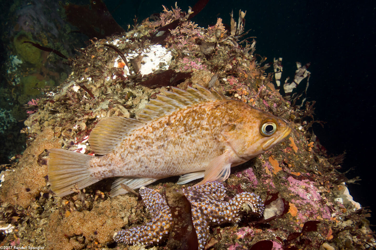 Sebastes atrovirens (Kelp Rockfish)