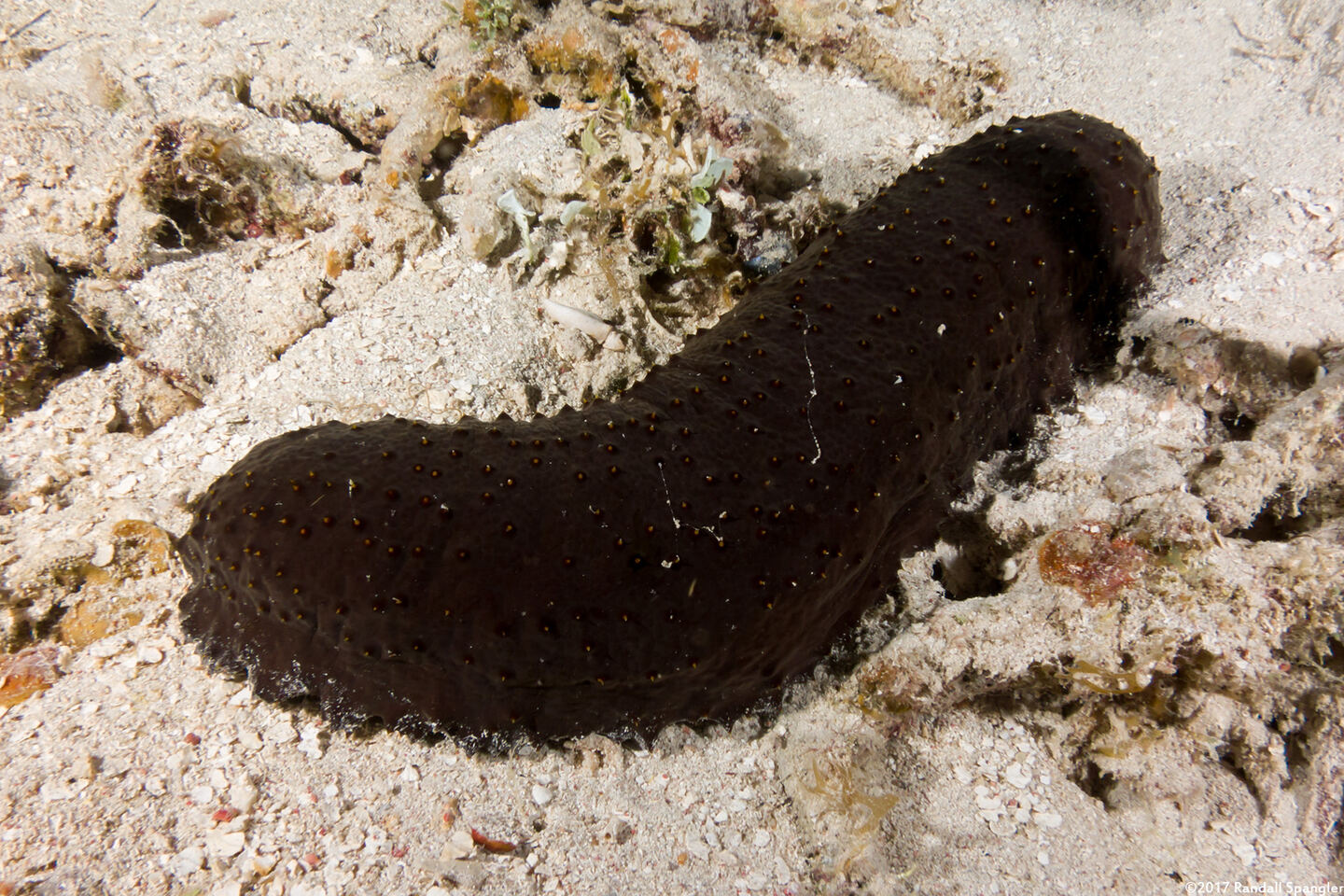 Isostichopus badionotus (Three Rowed Sea Cucumber)
