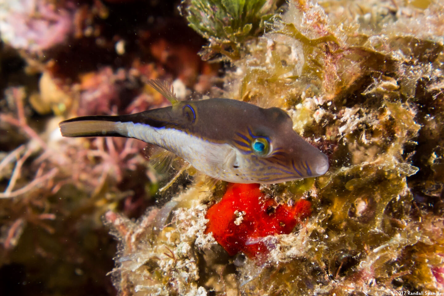 Canthigaster rostrata (Sharpnose Puffer)