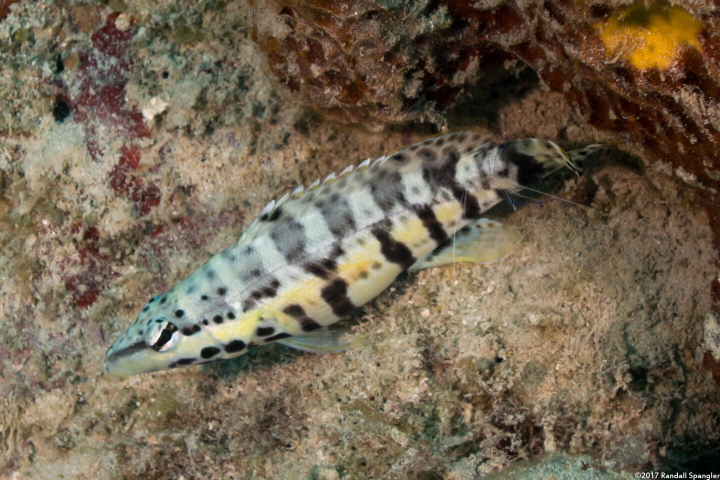 Ancylomenes pedersoni (Pederson Cleaner Shrimp); Shrimp cleaning a bass