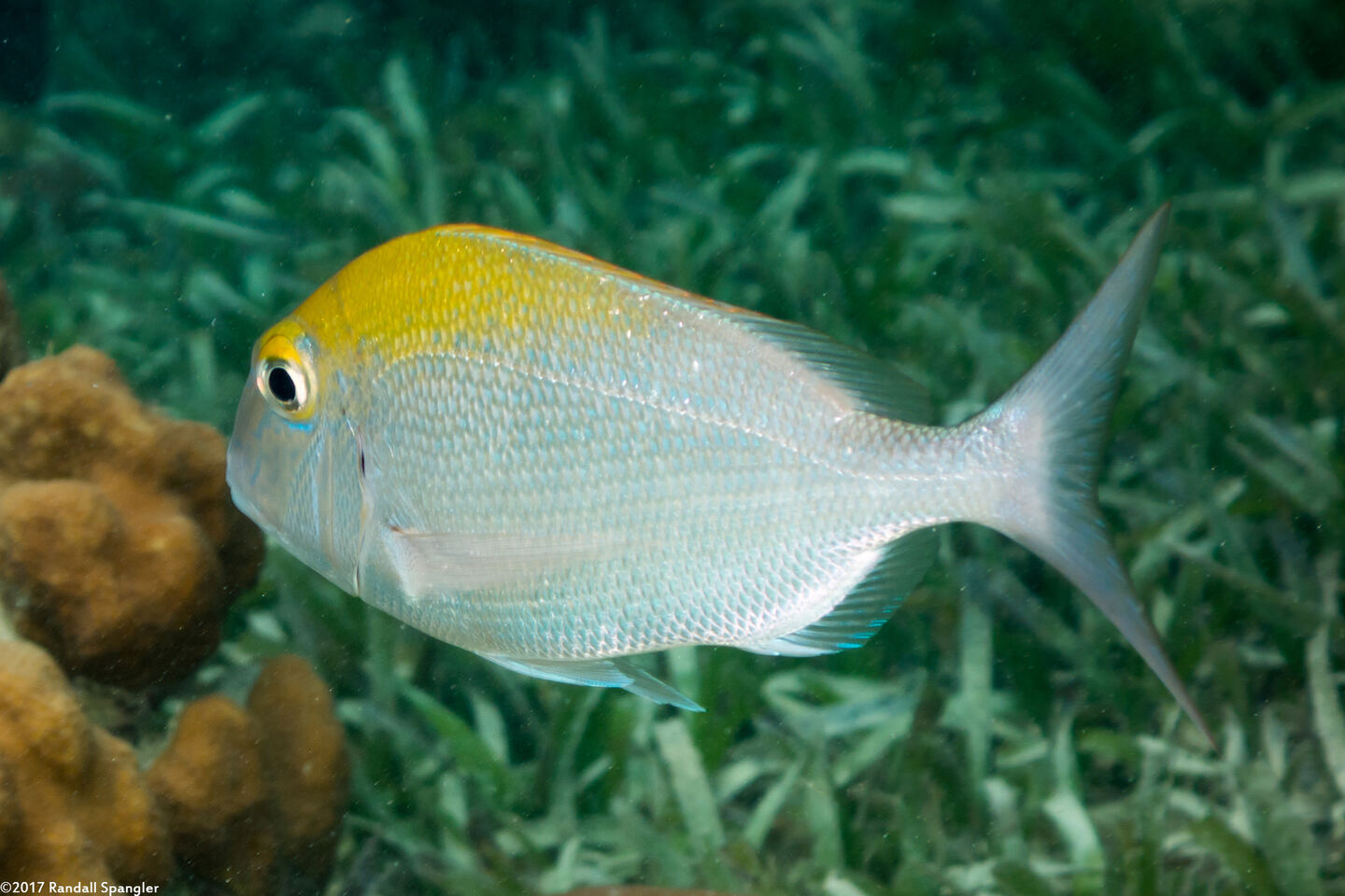 Calamus calamus (Saucereye Porgy)