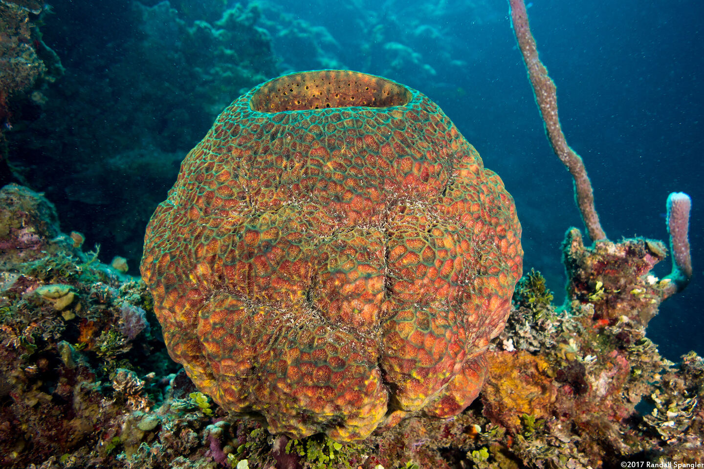 Verongula reiswigi (Verongula Reiswigi)