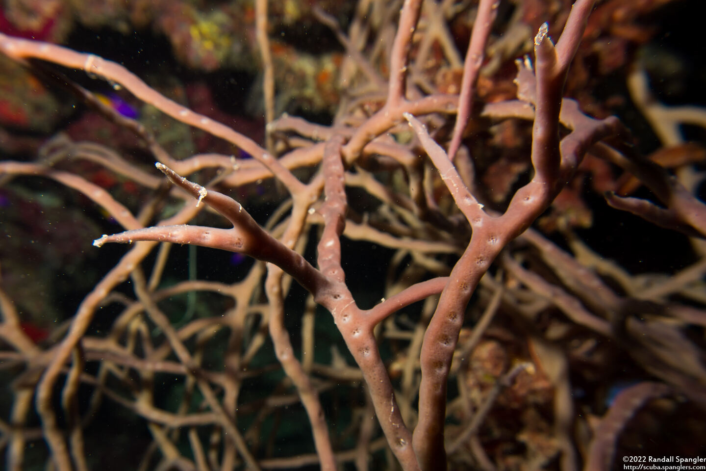 Clathria virgultosa (Thin Rope Sponge)