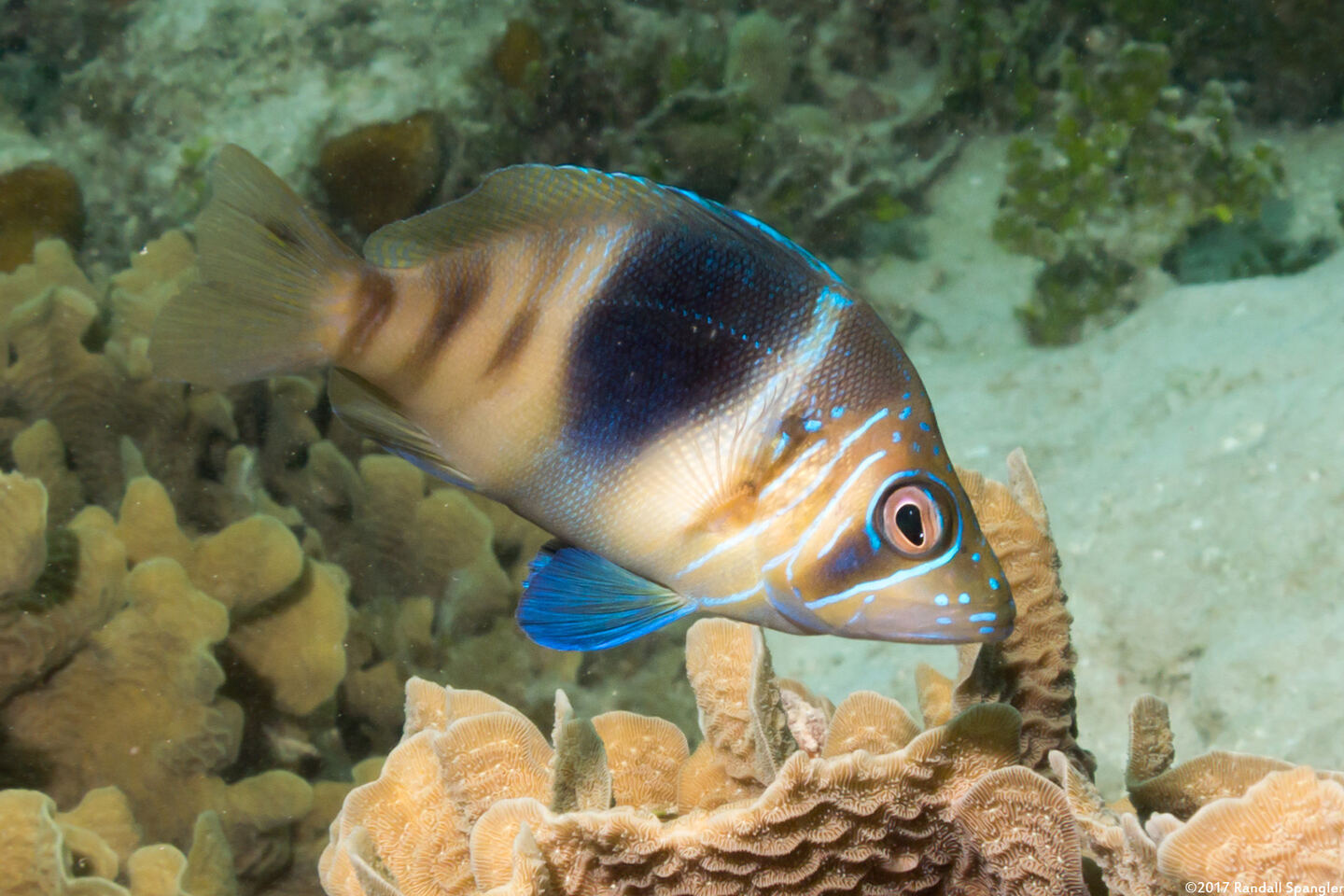 Hypoplectrus puella (Barred Hamlet)