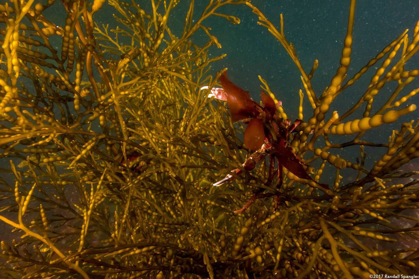 Stephanocystis osmundacea (Chain-Bladder Kelp)