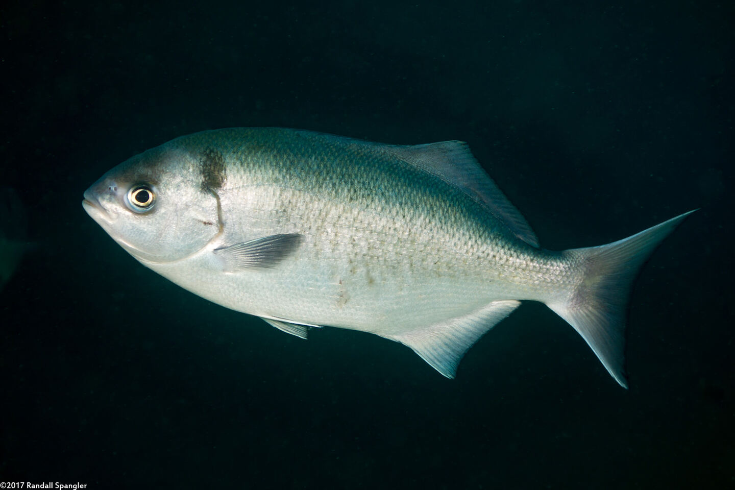 Medialuna californiensis (Halfmoon)