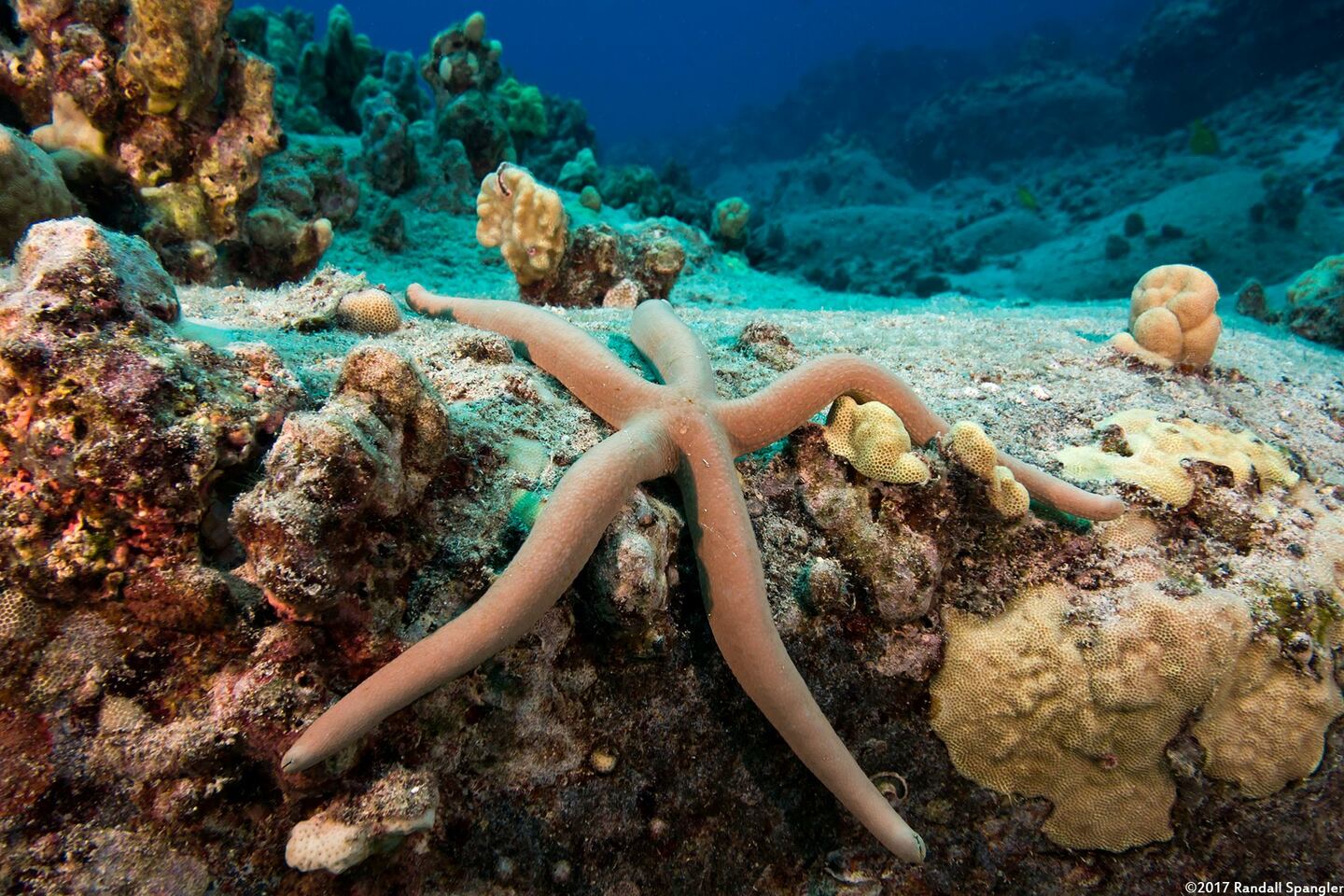 Linckia guildingi (Green Linckia)