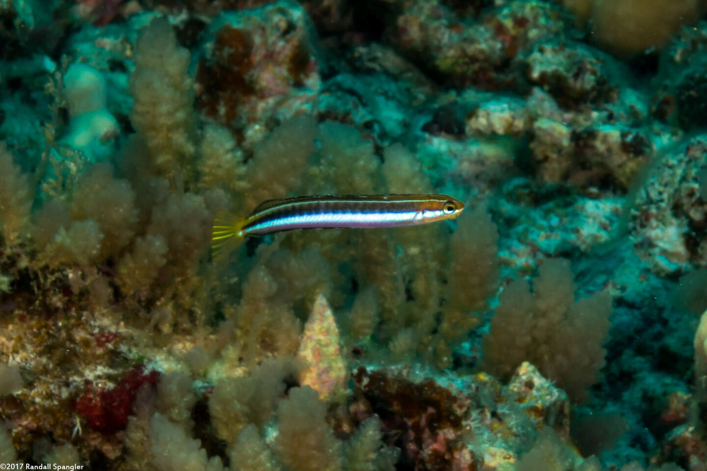 Plagiotremus goslinei (Gosline's Fang Blenny)