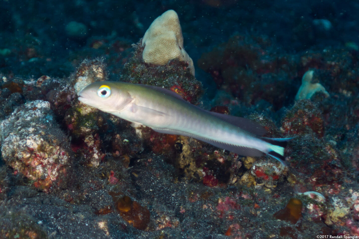 Malacanthus brevirostris (Flagtail Blanquillo)