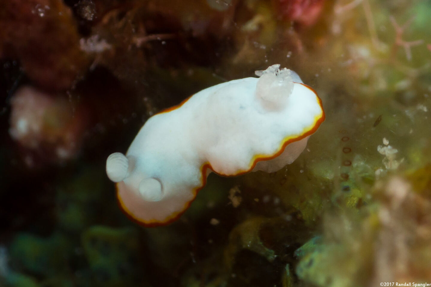 Goniobranchus albonares (White Gill Chromodoris)