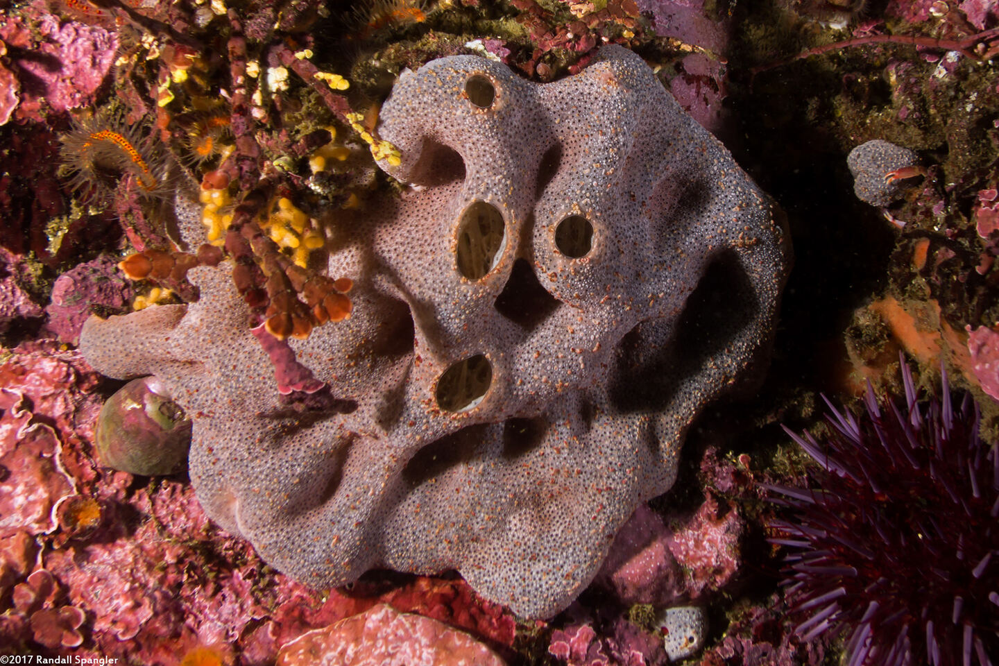 Trididemnum opacum (Trididemnum Opacum)